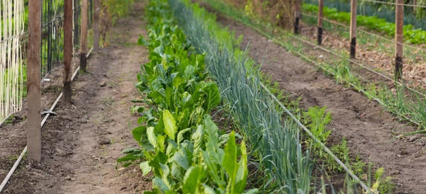 A Simple Guide to Easy Watering with Hands-Free Systems